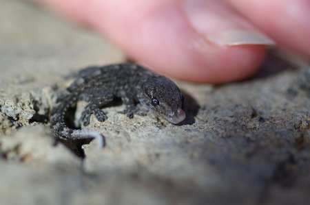 Baby gecko, Charco Azul, La Palma
