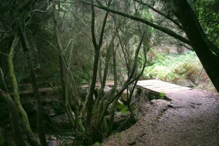 The woods at La Zarzita, Garafia, La Palma